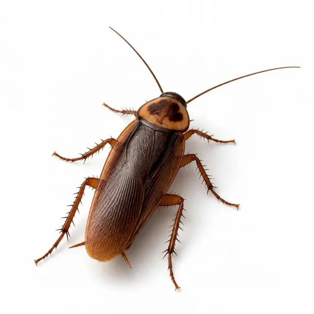 Cockroach