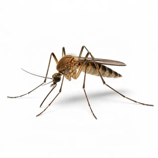 Mosquito